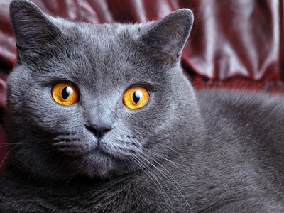 1455949001468380.jpg 英国短毛猫.jpg