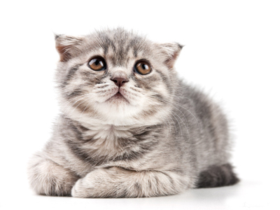 1456470439168931.jpg 猫咪.jpg