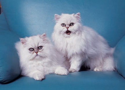 1461047934204303.jpg 金吉拉猫咪.jpg