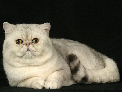 1474870446813542.png 异国短毛猫222.png