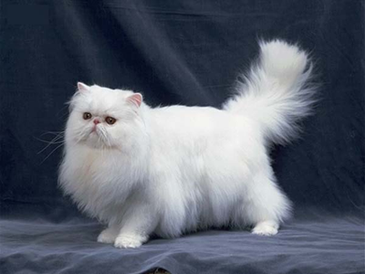 1476080306771819.png 波斯猫.png