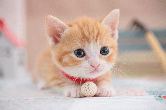 1518247521785046.gif cvbghjkl.gif